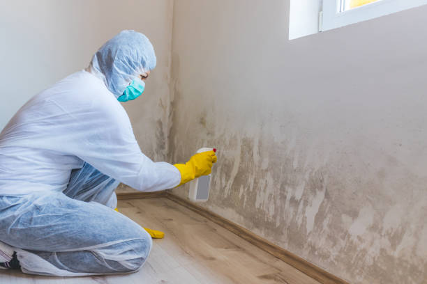 Licensed Attic Mold Removal service in University Place, WA - WQB Mold Removal