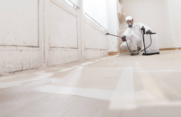 Trusted Attic Mold Removal service in University Place, WA - WQB Mold Removal