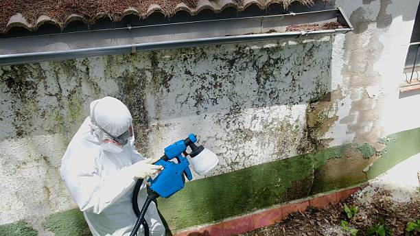 Top rated local Attic Mold Removal specialists in University Place, WA